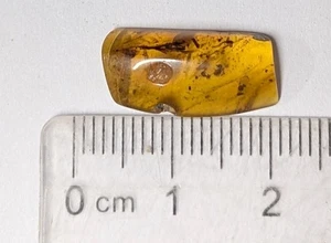 100 Million year old Fossil Insect or Plant inclusion in BURMESE AMBER (F7340) - Picture 1 of 1
