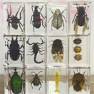 Insekt in Harz Präparat Briefbeschwerer Spinne Käfer Sammlung Wissenschaft Bildung - Bild 1 von 43