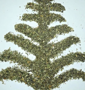 Mullein Herb wild crafted leaf bulk wholesale natural botanical - Picture 1 of 16