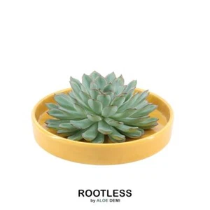 Rootless Succulent Echeveria Pulidonis IN Ciotola 'Giallo' Ø20 CM - ↕ 5 CM - Foto 1 di 6