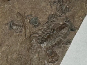 TRILOBITE FÓSIL ZACENTROIDES - Imagen 1 de 2