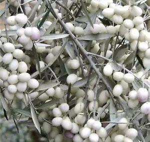 Olea europea cv DIAMANTE BIANCO (white diamond) white olives - - Olivo Diamante - Bild 1 von 5