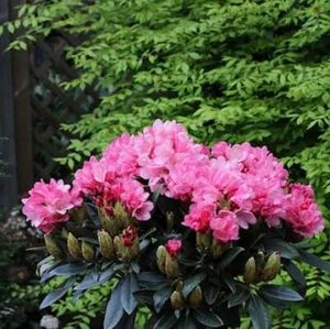Hochstamm Rhododendron Clivia 80-100cm - Rhododendron williamsianum - Bild 1 von 1