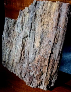 "18 Pfund versteinertes Holz Block farbige Rinde ausgezeichneter Zellersatz 11""x9""x4" - Bild 1 von 20