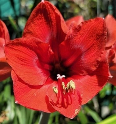 SPARKLES Amaryllis HIPPEASTRUM Bulb - 3 Bulbets Starter Bulbs - Image 1 of 2