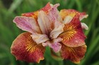 Siberian Iris - Paprikash - Cottage garden perennial - 1 x bareroot
