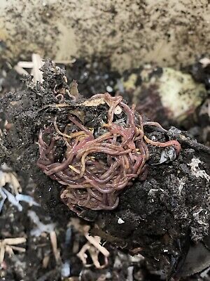 250 Live Red Wiggler Worms, Composting Worms ...