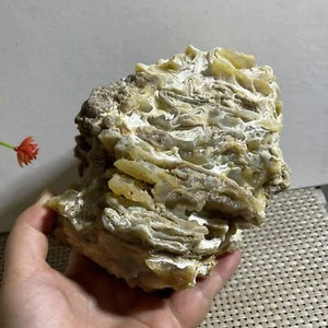 Bonsai Suiseki 1296g - Pietra naturale occhi di agata Gobi - Rara splendida vista - Foto 1 di 13