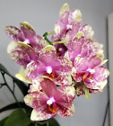 Phal. Wild Geel, in spike now,  live orchid plant