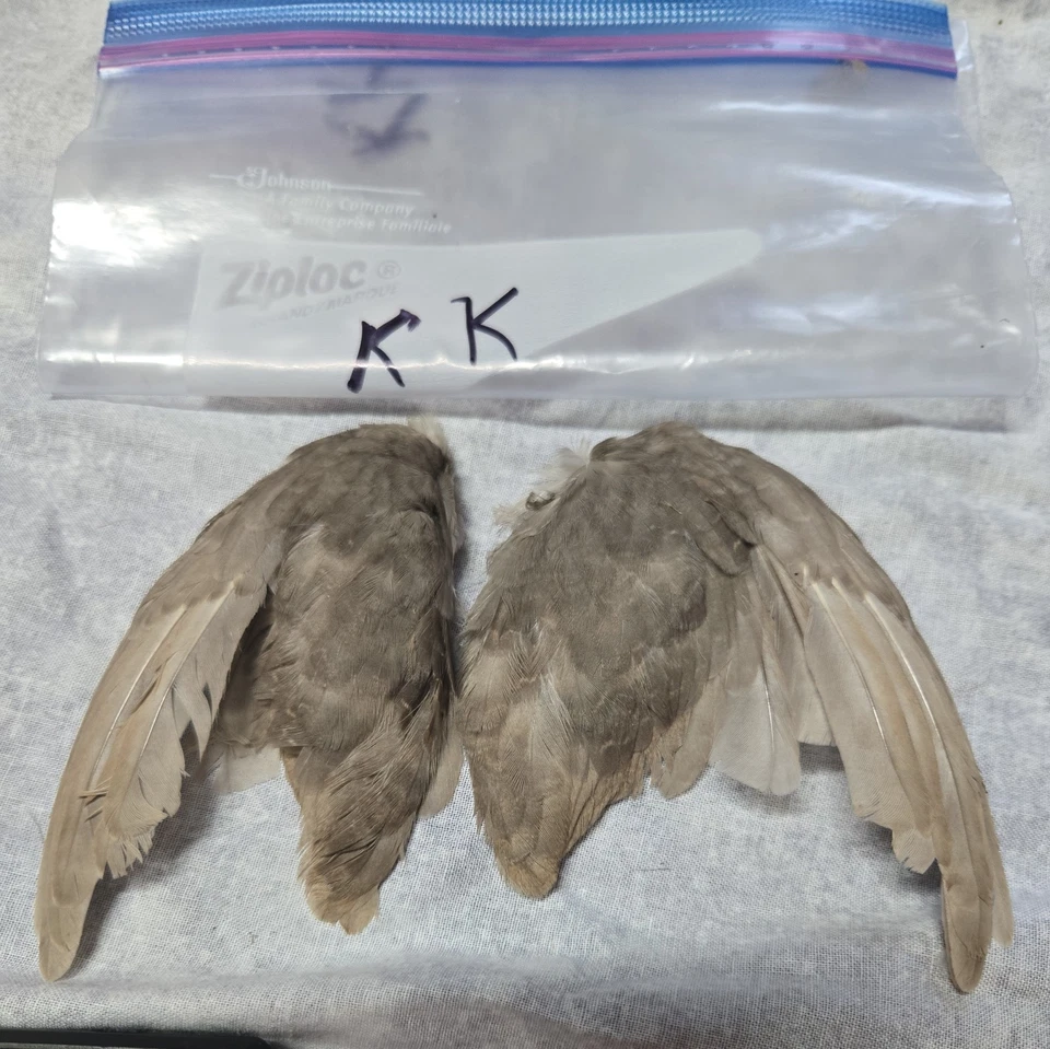 1 комплект перепелиных крыльев - kk - Изображение 1 из 1