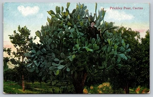 Postcard Arizona Prickley Pear Cactus Giant Cacti Man in Middle c1910s AZ Desert - Bild 1 von 2