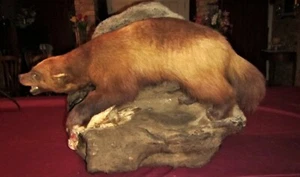 RARE Vintage Life Sz Wolverine Taxidermy Mount on a Realistic Rock Habitat Base - Picture 1 of 13