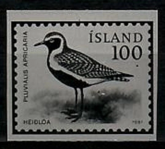 Ensayo fotográfico, pájaro Islandia Sc544, chorlito dorado. Foto 1 de 1