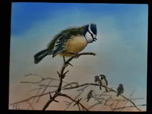 ANTIQUE COLOUR Magic Lantern Slide A BLUE TIT C1890 BIRD STUDY - Picture 1 of 2
