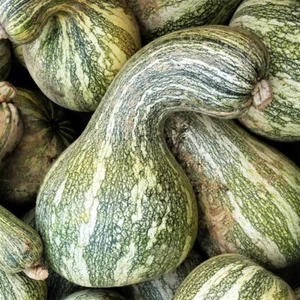 45 CUSHAW GREEN STRIPED PUMPKIN SEEDS FRESH HARVEST FOR GARDENS - Picture 1 of 2
