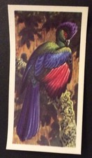 (A06) BROOKE BOND TEA CARD “TROPICAL BIRDS” No 9 PURPLE CRESTED CURACO