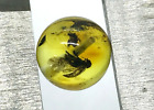 Amber With Insect Round Bead Drilled For Prayer Bracelet Necklace Baltic 15168