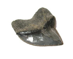 Cretaceous Squalicorax pristodontus shark tooth fossil Mississippi display #2 - Picture 1 of 4
