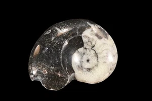 Piedra metafísica de Reiki curativa chakra raíz pulida fósil de goniatita 1 3/4 - Imagen 1 de 4