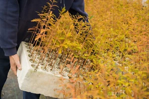 Baldcypress | Lot of 30 Tree Seedlings | The Jonsteen Company - Picture 1 of 17