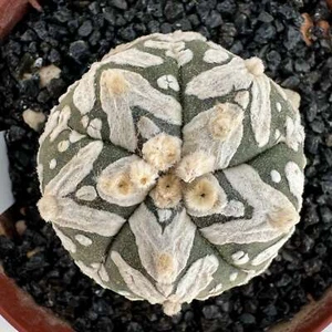Astrophytum Asterias Superkabuto V Type Star Dream Grafted PØT 8 cm - Foto 1 di 1