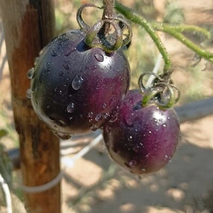 Tomate Blue Manzano , 10 semillas (93) - Picture 1 of 1