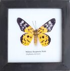 Real Military Dysphania Moth Taxidermy in Wooden Frame Wall Decor