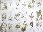 Herbarium 25 Pflanzen mit Wurzel