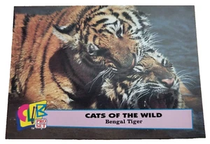 1993 Club Pro Set Cats Of The Wild #2 Bengal Tiger Trading Card (G9 - Picture 1 of 2