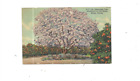 Vintage Postcard Jacaranda Tree In Full Bloom Miami Fla     Linen