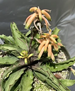 Aloe zombitsiensis *VERY RARE* tropical shade MINIATURE succulent Madagascar - Picture 1 of 11