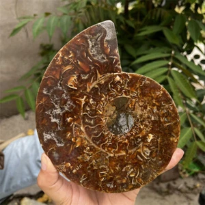 TOP 400G+Natural ammonite fossil conch crystal specimen healing care - Picture 1 of 13