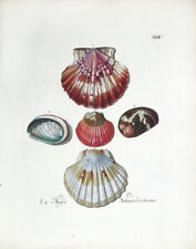 1757 George Wolfgang Knorr Sea Seashell Print Shell - Scallop & Abalone Shells