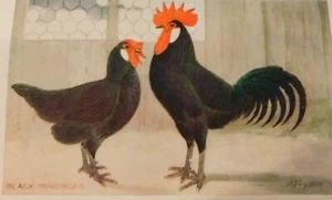 Schwarze Menorca Hühnerrasse, Hahn & Henne, antiker Geflügeldruck, Lewer 1900 - Bild 1 von 4