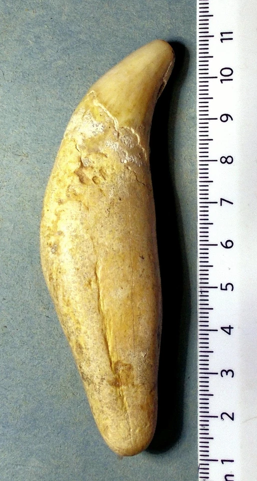 Impressive 10 cm fossil Cave Bear canine; Ursus spelaeus; Pleistocene, Slovakia - Image 1 of 4