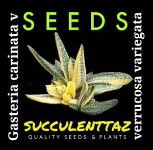 Gasteria carinata v verrucosa variegata 10 x Seeds VARIEGATED HYBRID SUCCULENT - Picture 1 of 6