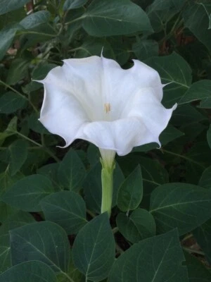Moonflower 50+ Seeds WHITE Fragrant Bush Organic Moon flower Datura Trumpet - Image 1 of 4