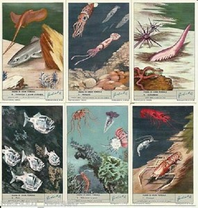 S 1790 / LIEBIG / FAUNA DI GRAND FONDALE (ITA) MF48044