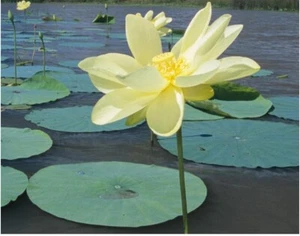 10 American Lotus Seeds Yellow Lotus Water Lily Seeds Heirloom Native in USA - Picture 1 of 2