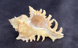 MURICIDAE Chicoreus Austramosus 52.9mm Port Alfred, South Africa - Nice Size! - Picture 1 of 6