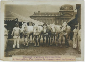 Breeding Animal Competition. Horses, Boulogne breed. Circa 1914. - Picture 1 of 1