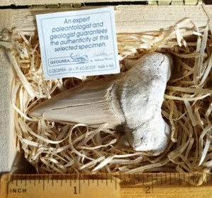 Marokko Fossil Haizahn Größe ~ 2,2"x1,5" Made in Italy Neu in Original Holzbox - Bild 1 von 3
