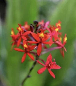 Crucifix Orchid : Healthy Stem With Roots : Mixed Colours : $32.99 Free Postage - Picture 1 of 10