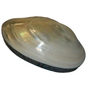 Vintage Artisan Abalone & Mother Of Pearl MOP Shell Velvet Lined Trinket Box - Picture 1 of 14