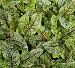 Sorrel Red Veined - 500 Seeds - Rumex Acetosa - Unusual Salad Leaf - Picture 1 of 1