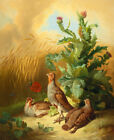Home decor Pheasants Giclee art Oil painting HD printed on canvas L3290