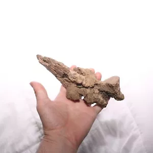 Vertebra Teropode con Processi DINOSAURO FOSSILE Hell Creek Formazione Cretaceo - Foto 1 di 12