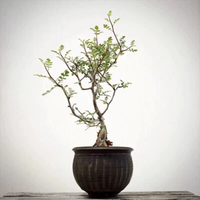 CACTUS PLANT Pianta di cactus succulenta 1 cm Operculicarya Decaryi Cactaceae casa giardino bellissima