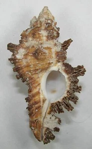 MUREX BOURGUIGNATI 85,95 mm HERMOSO ESPÉCIMEN GIGANTE Manapad, Tamilnadu, India - Imagen 1 de 2