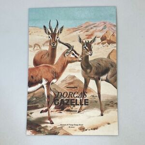 Dorcas Gazelle Painting Frame Postcard Wild Animals Africa, Canada, Desert